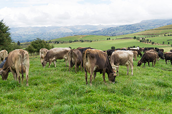 Huella de Carbono Neutral